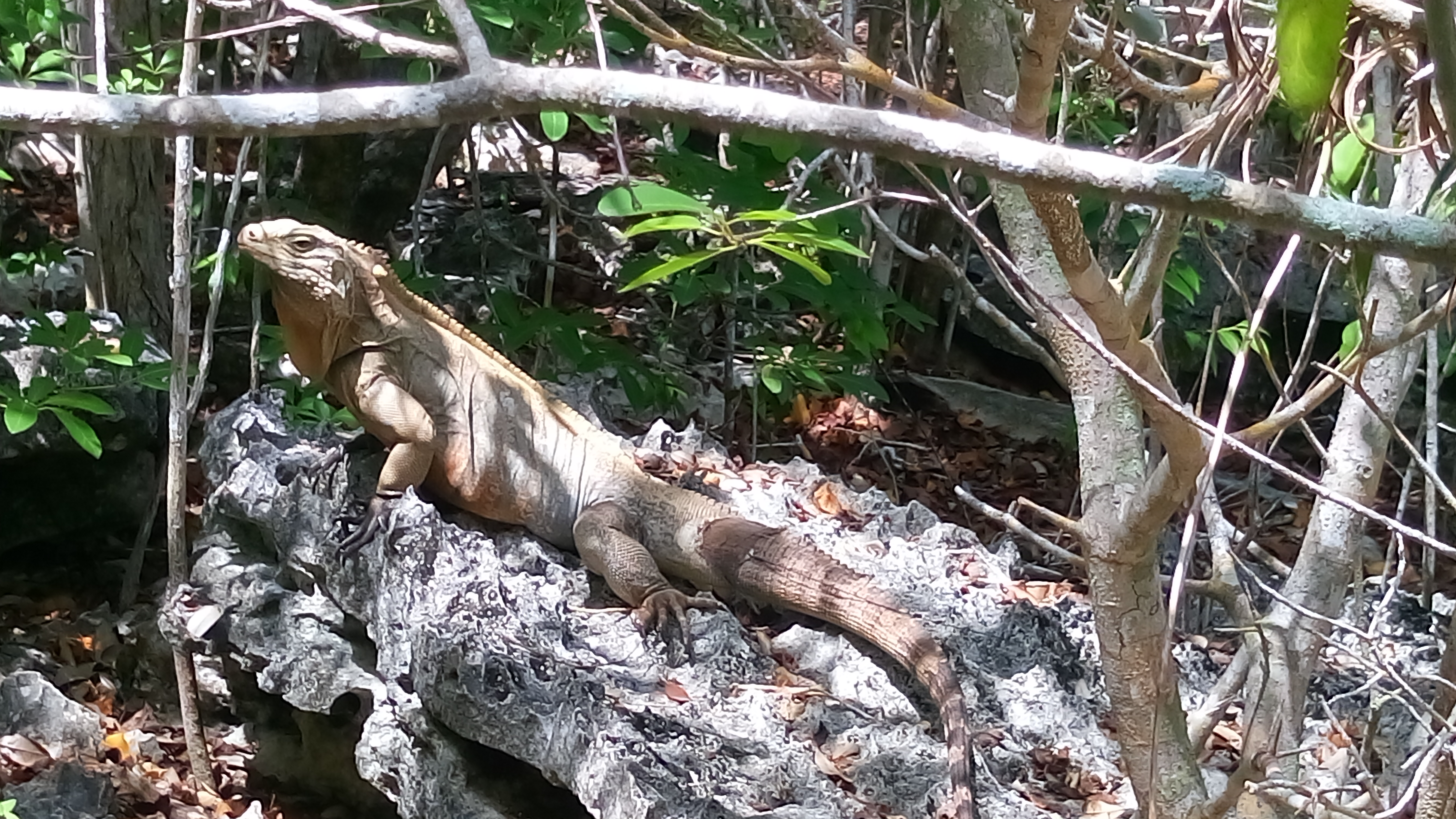 Sister Islands Rock Iguana